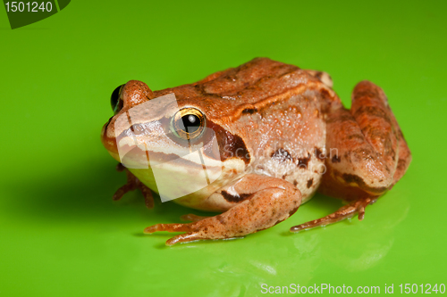 Image of Close-up of the frog