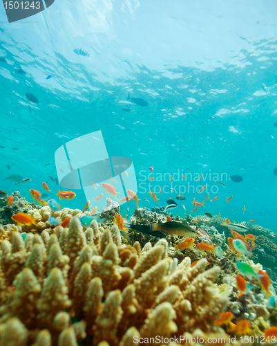 Image of small fishes and coral reef