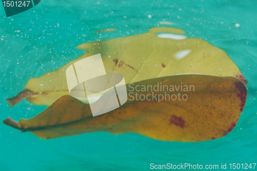 Image of Autumn leave in the water