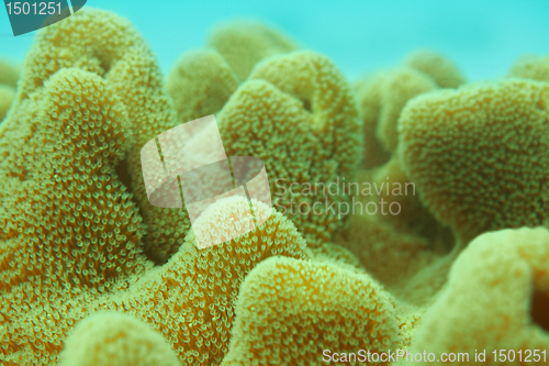 Image of Extreme close-up of coral