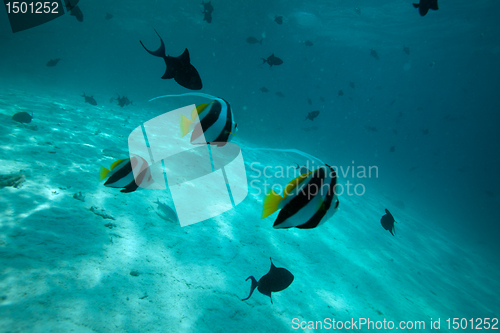 Image of Moorish idol fishes