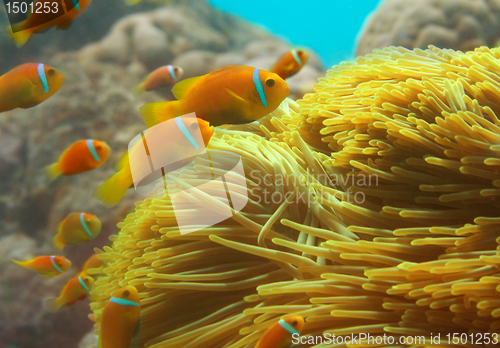 Image of Group of clownfishes swimming among anemones