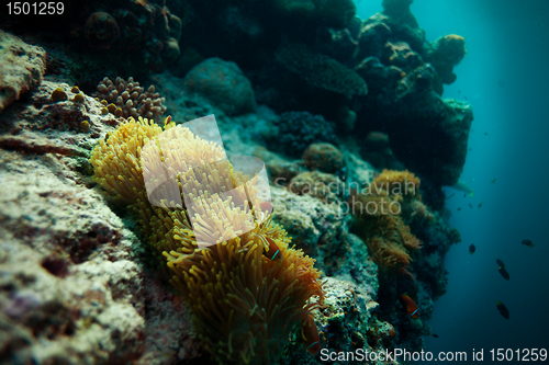 Image of anemone fish on home on the abyss