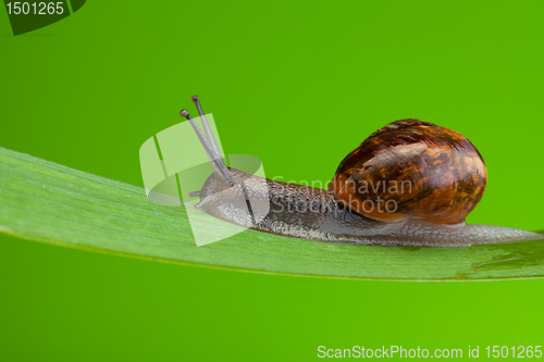 Image of Snail crawling