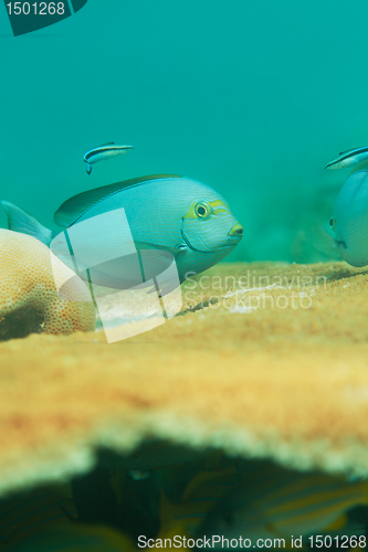 Image of Fish and table coral
