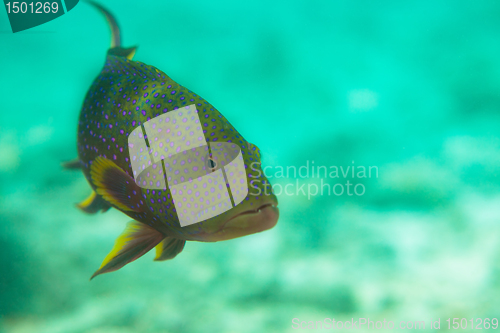 Image of Spotted sweetlips