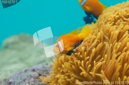 Image of couple clownfishes