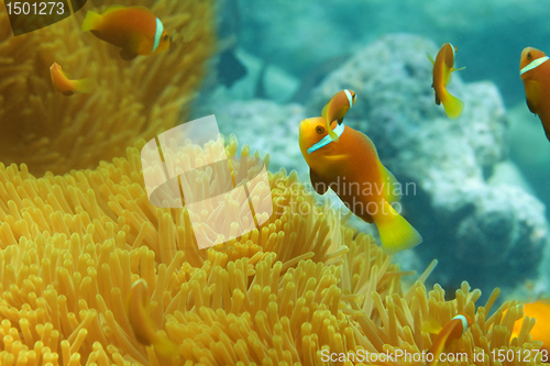 Image of Sea anemones and clownfish shoal