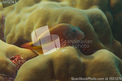 Image of fish hiding in Pavona clavus coral