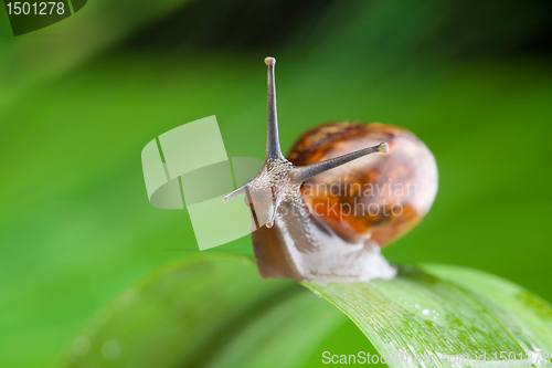 Image of Thoughtful snail