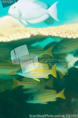 Image of sweetlips fishes hiding