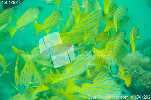 Image of shoal of sea perch fish