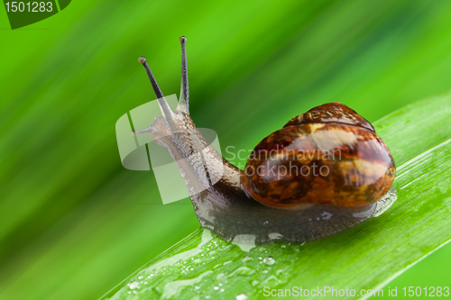 Image of Interested snail