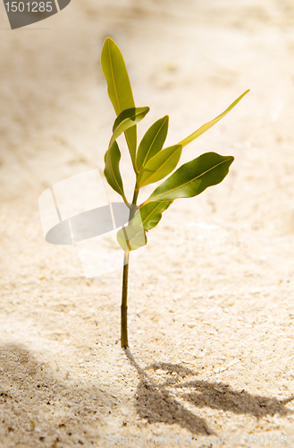 Image of Spring in sand