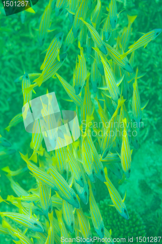 Image of Many of sea perch fish