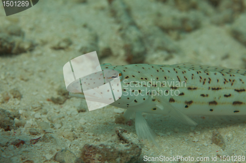 Image of Shrimp goby closeup