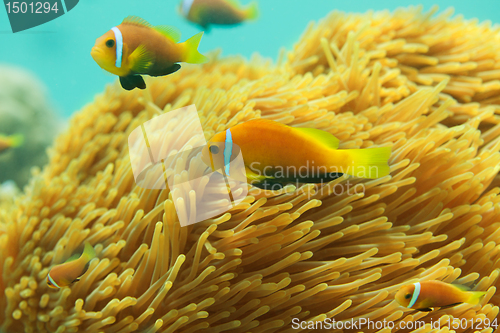 Image of Beautiful clownfishes