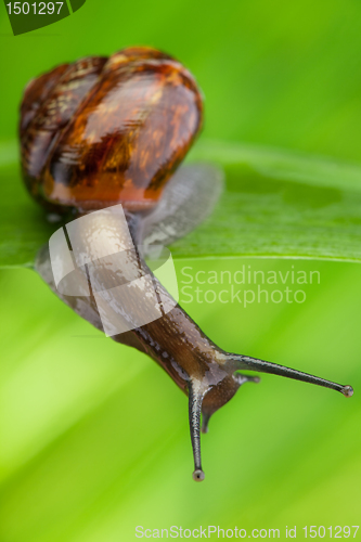 Image of Close-up of a snail in the grass