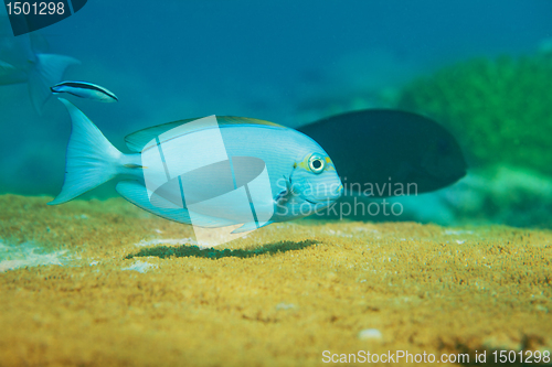 Image of Blue fish swimming on top of table coral