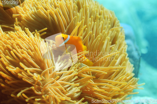 Image of One beautiful clownfish