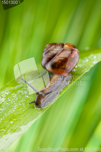 Image of Fast moving snail