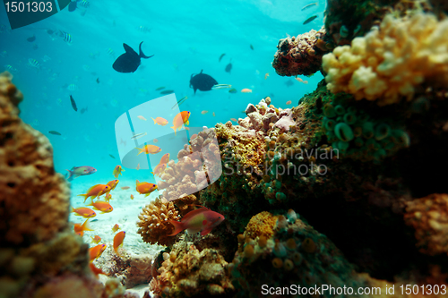 Image of Underwater life