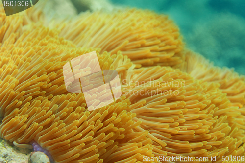 Image of Sea anemone