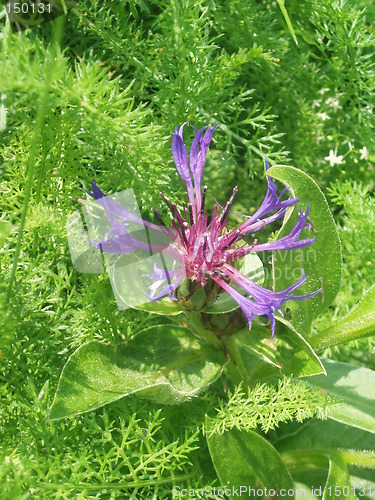 Image of Blue flower