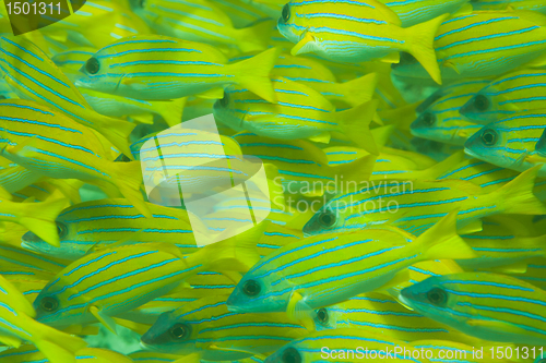 Image of Whole frame of shoal of Bluestripe snapper fish