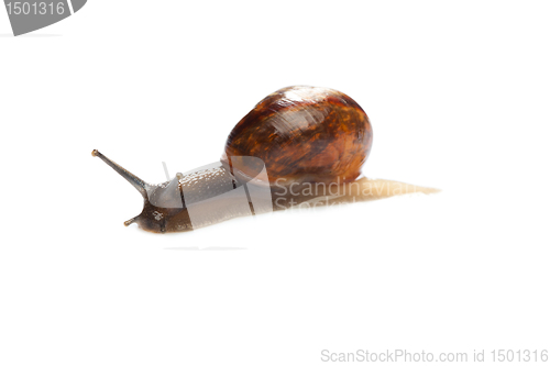 Image of Snail isolated on white