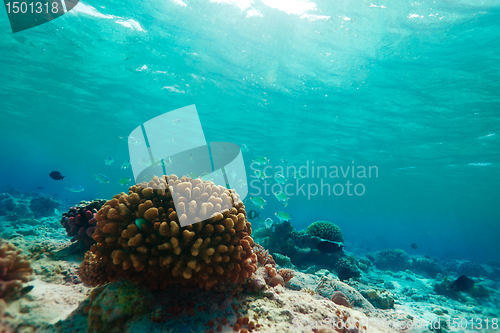 Image of Little blue fishes and coral