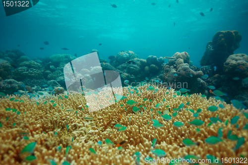 Image of Many small blue fishes on coral