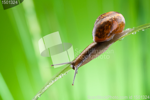 Image of Snail crawling on the leaf