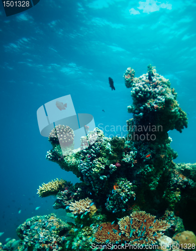 Image of Underwater coral