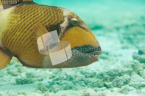 Image of Titan triggerfish