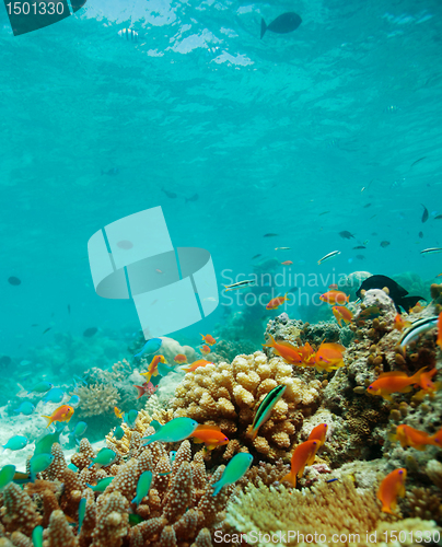 Image of Colony of small fishes on the reef