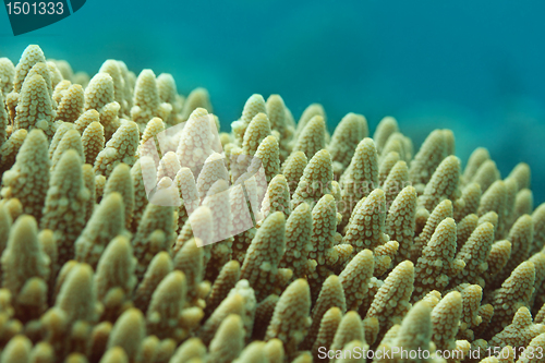 Image of BUSHY STAGHORN CORAL