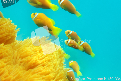 Image of Shoal of clownfishes