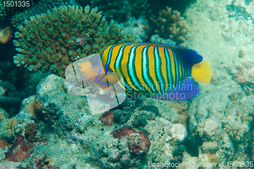 Image of Regal angel fish