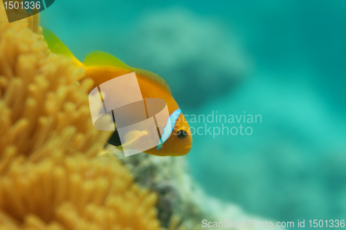 Image of Close-up of clownfish in anemones