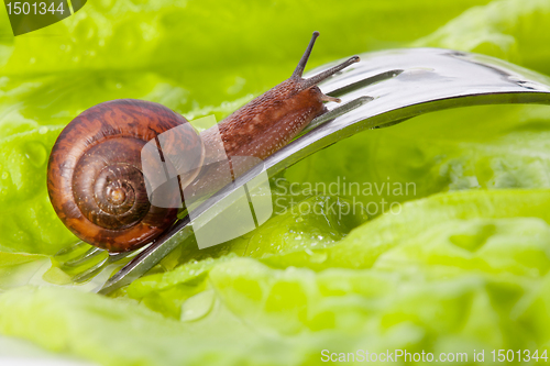 Image of Close-up of a snail in the plate