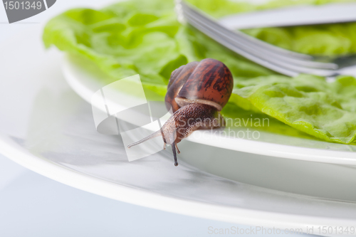 Image of Snail in the plate