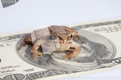 Image of Frog sitting on the dollar