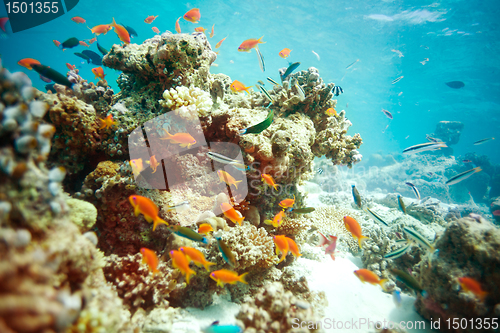 Image of Busy life in lagoon