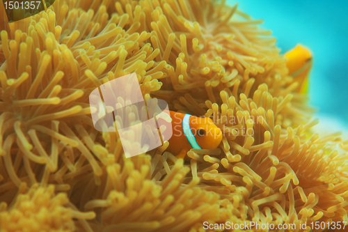 Image of Anemones with small clownfishes