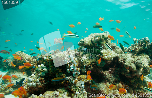 Image of Lagoon with fishes and corals