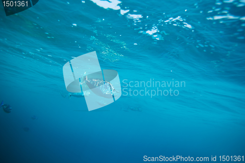 Image of Longnose unicornfish