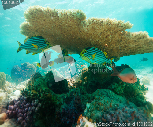 Image of Table Coral and oriental sweetlips