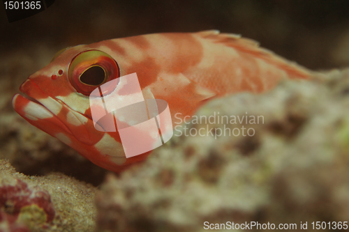 Image of Close-up of red fish