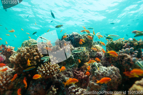 Image of Close-up of corals and fishes